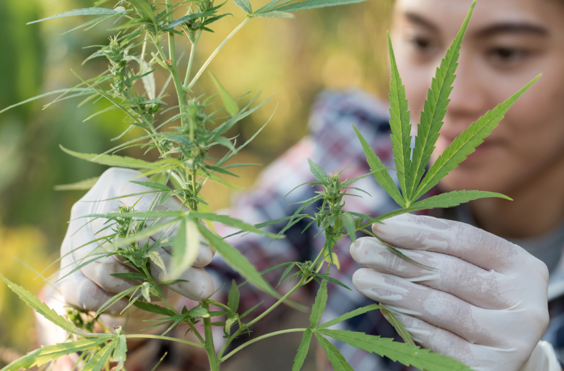 The Green Revolution of Dispensary Cannabis