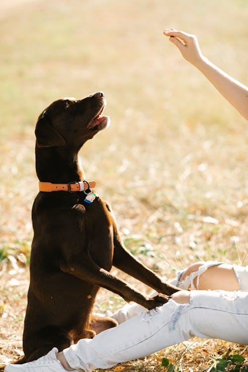 How to Teach Your Dog to Love Walking Calmly in Busy Bangalore Streets