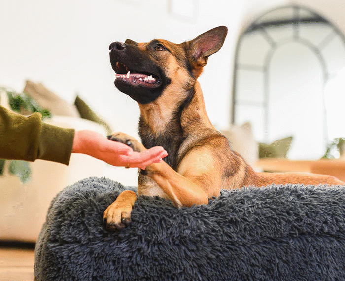 Why an Insulated Dog Bowl Is a Smart Choice for Everyday Pet Feeding