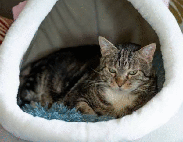 Creating a Cozy Retreat That Helps Your Cat Feel Safe and Relaxed