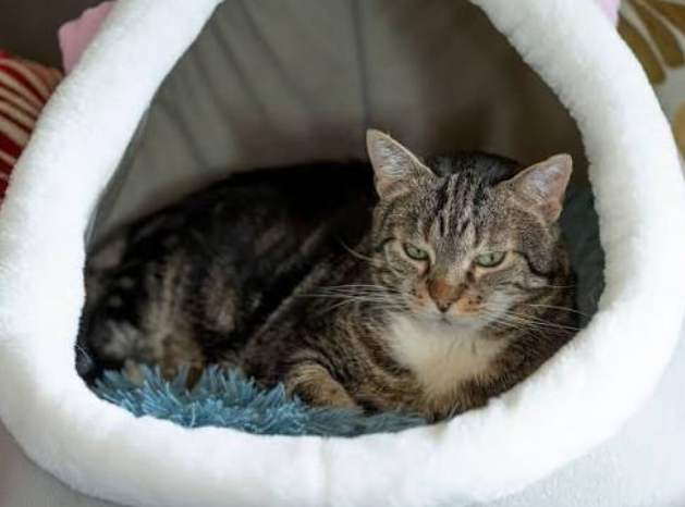 Creating a Cozy Retreat That Helps Your Cat Feel Safe and Relaxed